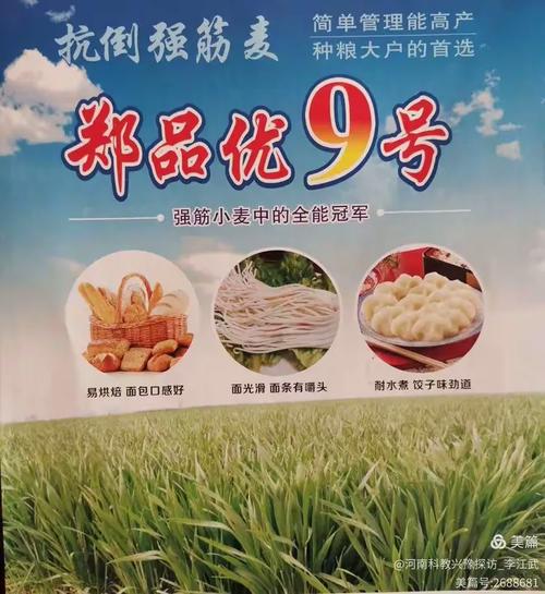 良种为基，文化为魂 西农100与师栾02引领豫北种业高产传奇
